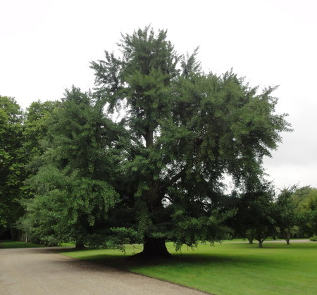 die Ginkgos