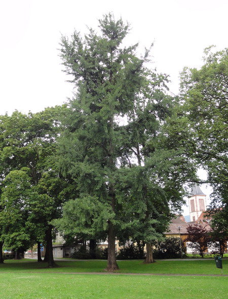 die Ginkgos