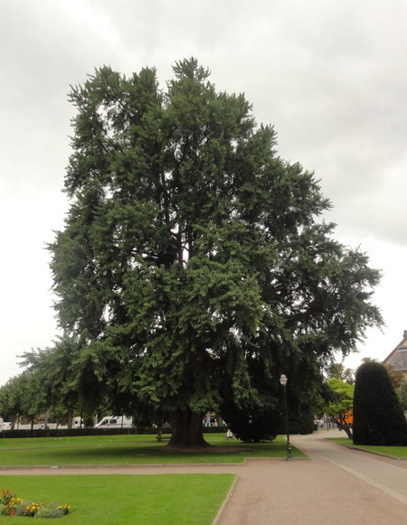 Ginkgo