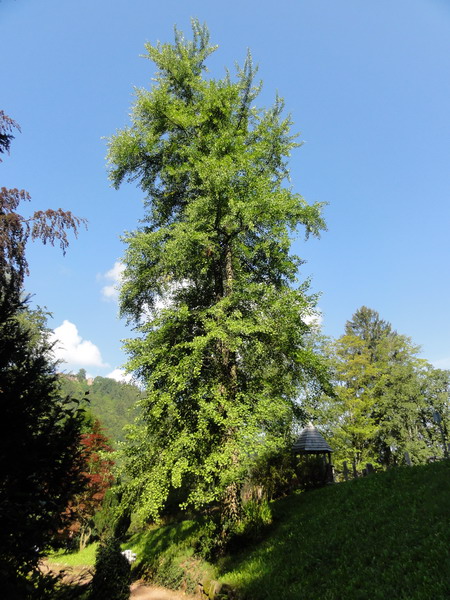die Ginkgos