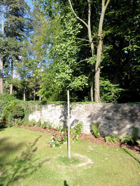 die Ginkgos