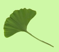 Ginkgoblatt