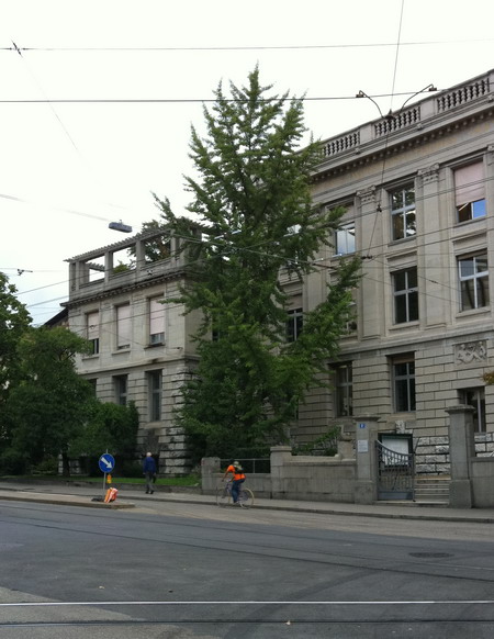 die Ginkgos