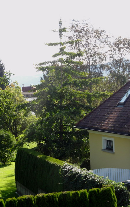 die Ginkgos