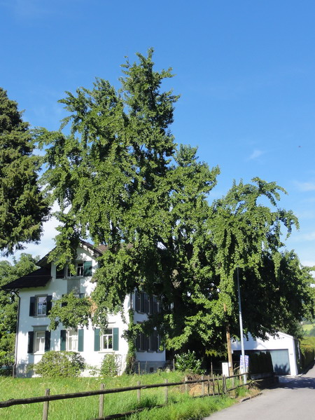 die Ginkgos