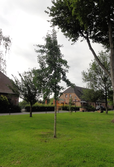 die Ginkgos