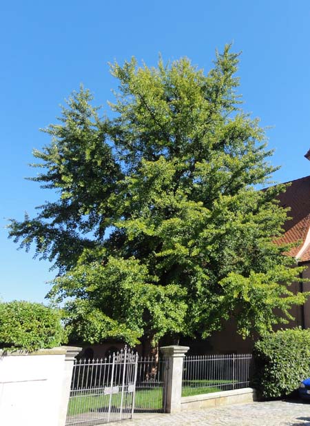 die Ginkgos