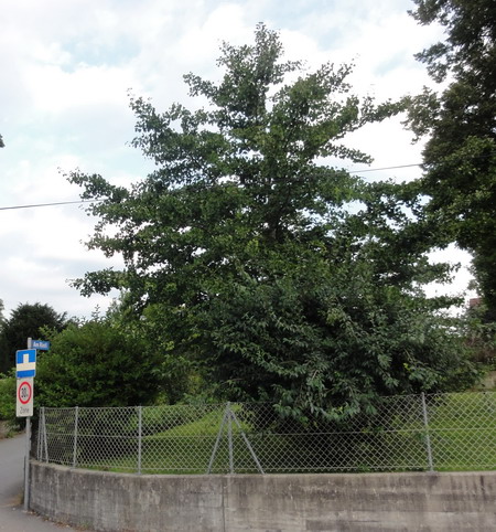 die Ginkgos