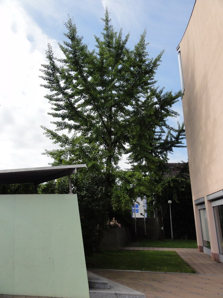 die Ginkgos