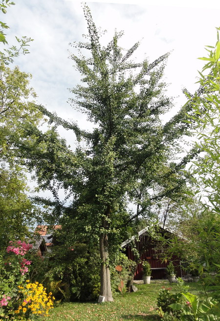 die Ginkgos