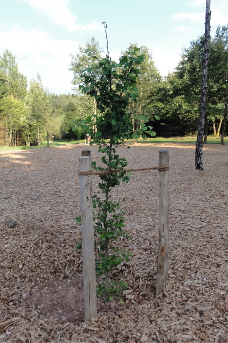 die Ginkgos