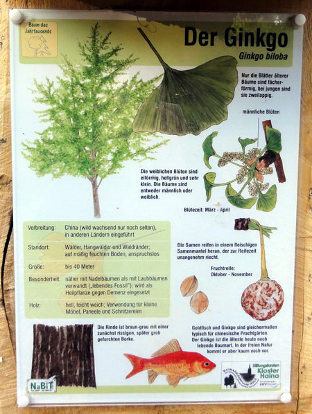 Tafel