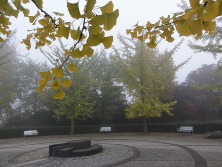 Ginkgoring