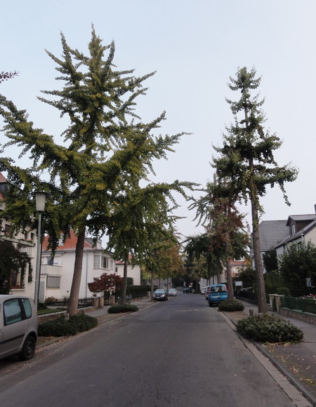 Ginkgos