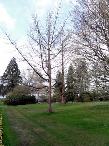 Ginkgo