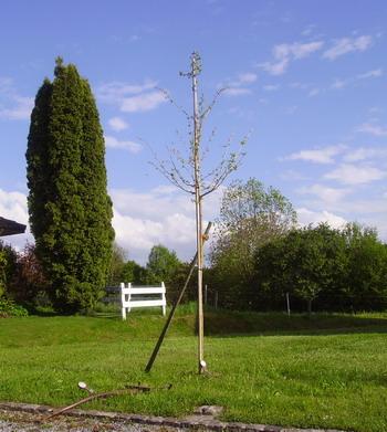 Ginkgo
