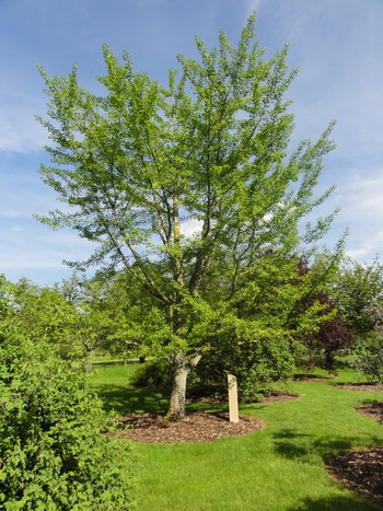 Ginkgo