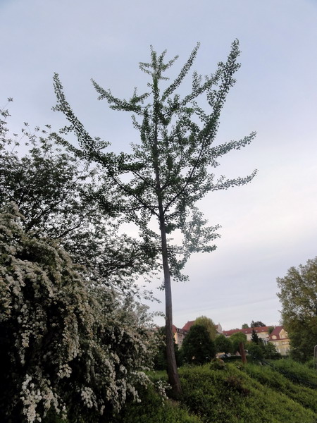 Ginkgo