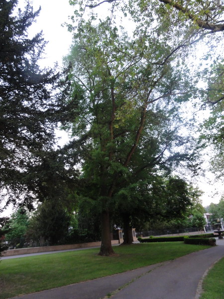Ginkgo