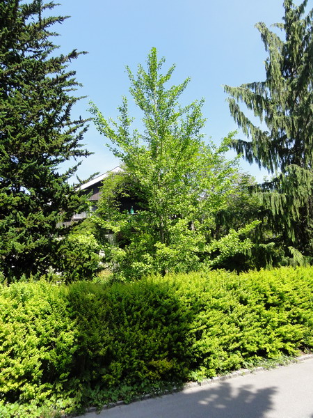Ginkgo