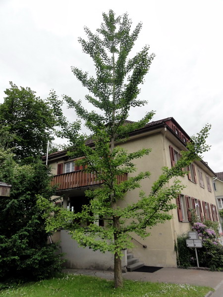 Ginkgo