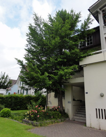 Ginkgo