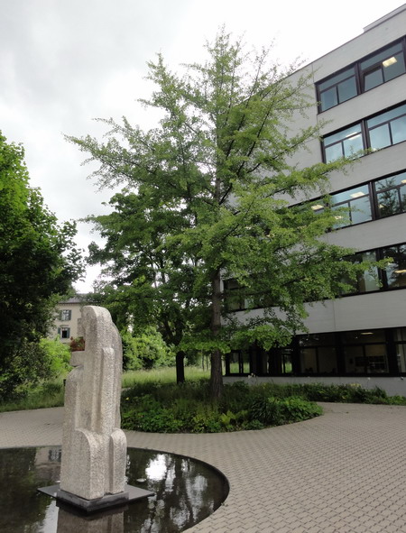Ginkgo