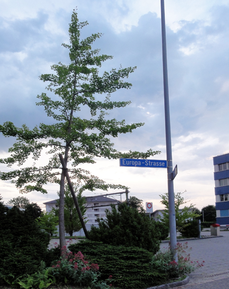 Ginkgo