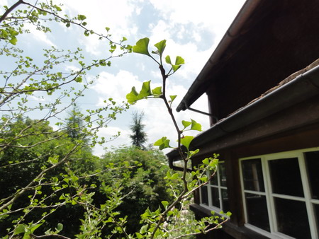 Ginkgo