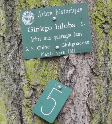 Ginkgo