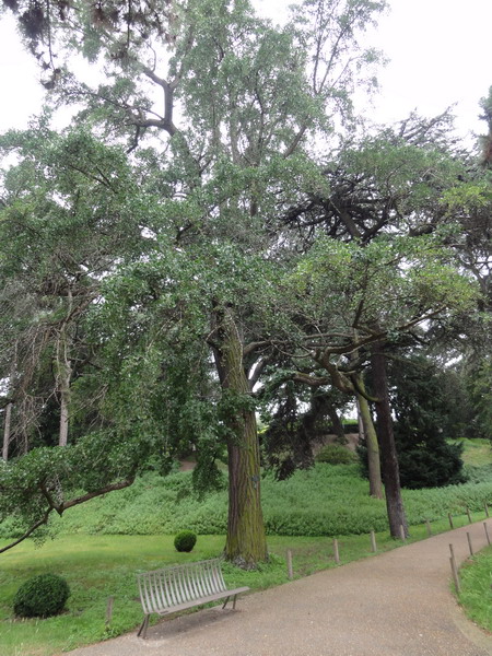 Ginkgo