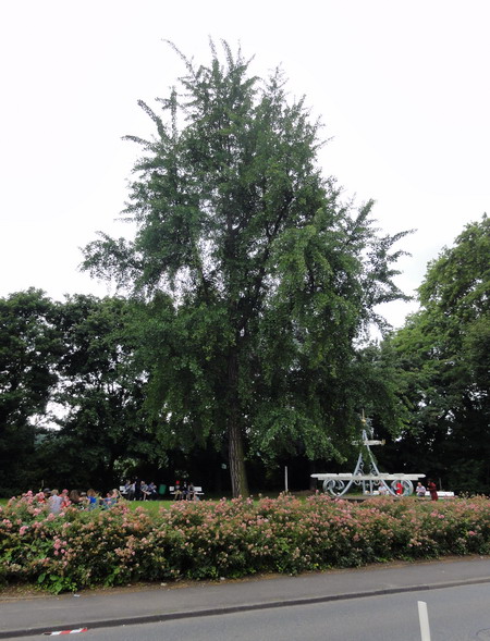 Ginkgo