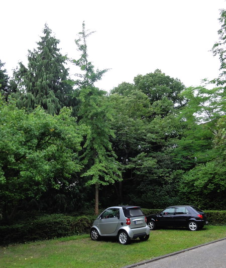 Ginkgo