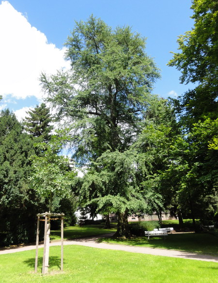 Ginkgo