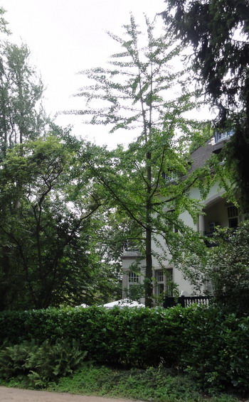 Ginkgo