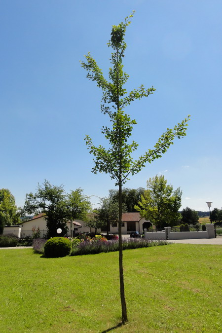 Ginkgo