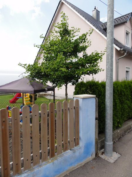 Ginkgo
