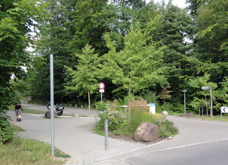 Ginkgos