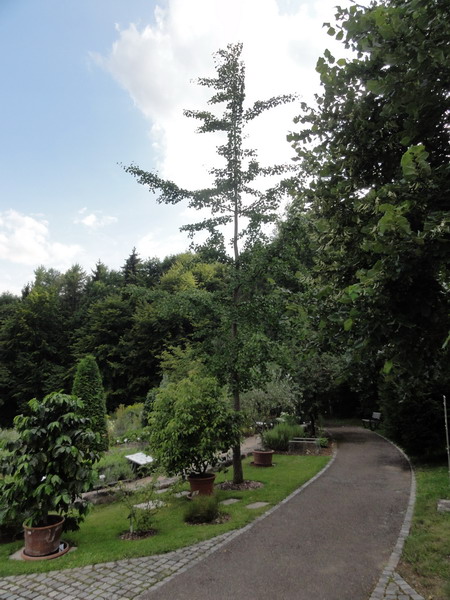 Ginkgo