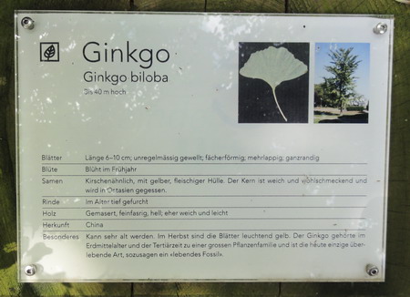 Schild