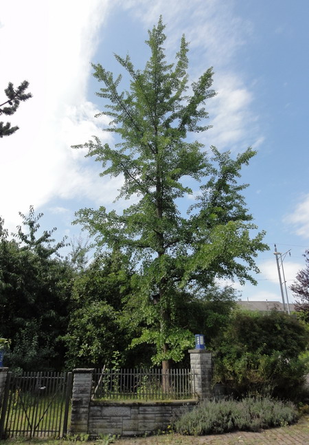 Ginkgo