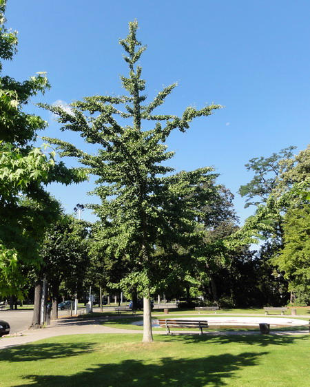 Ginkgo