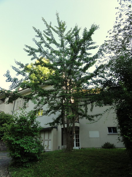 Ginkgo