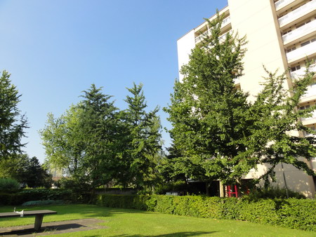Ginkgo