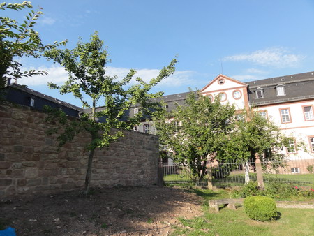 Ginkgo