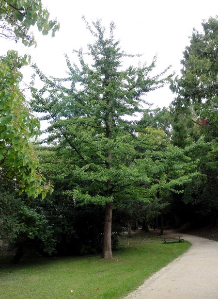 Ginkgo
