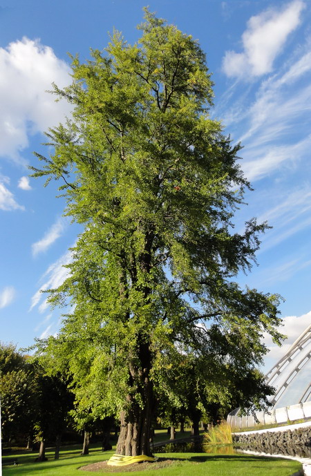 Ginkgo