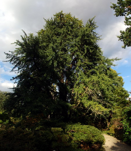 Ginkgo
