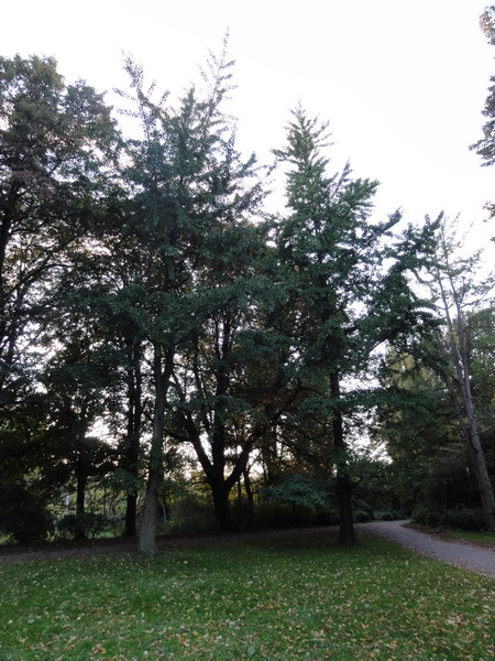 Ginkgo