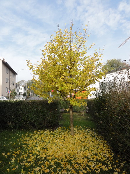 Ginkgo